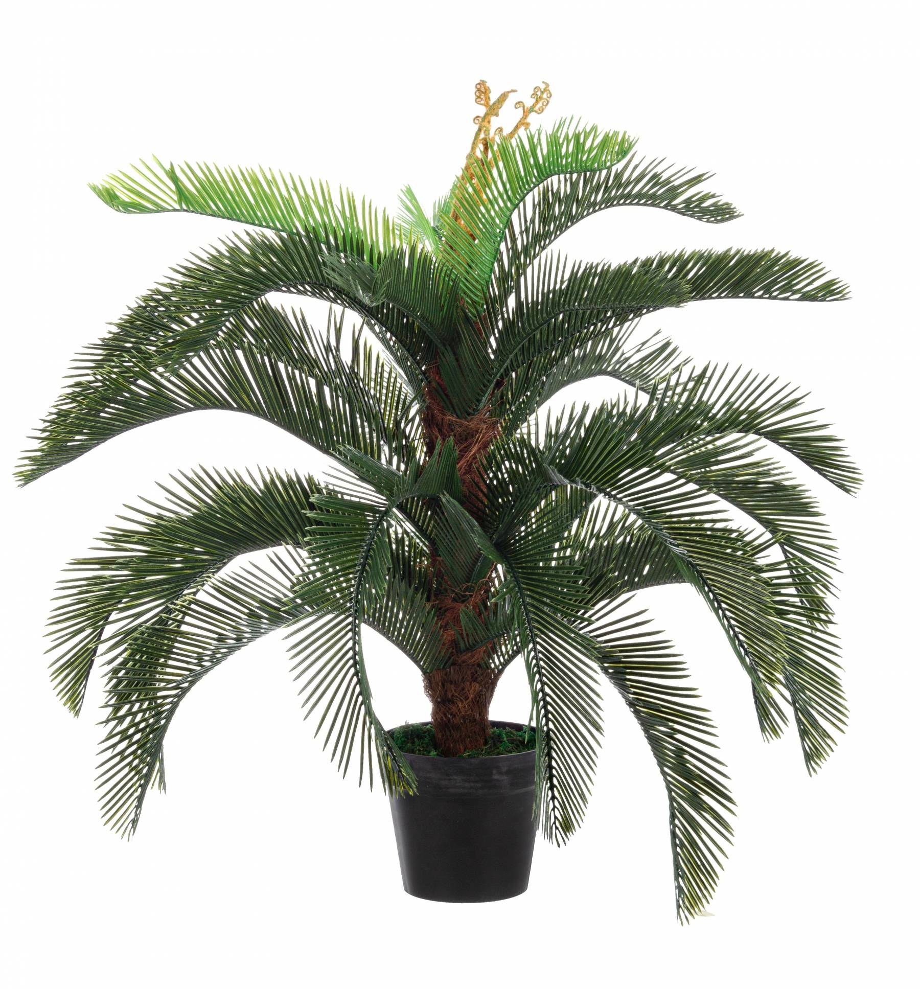 Plante palmier CYCAS